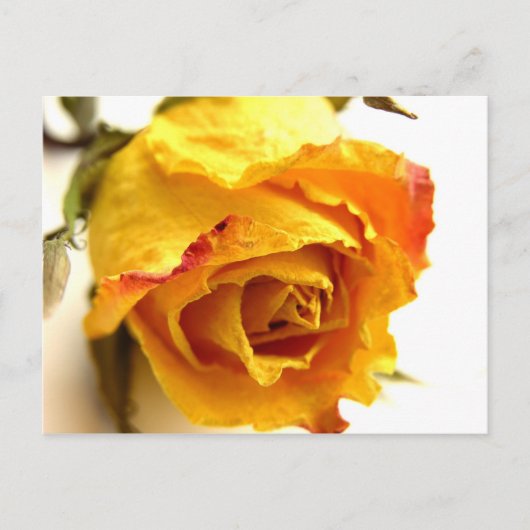 Carte Postale Rose séché (Devant)