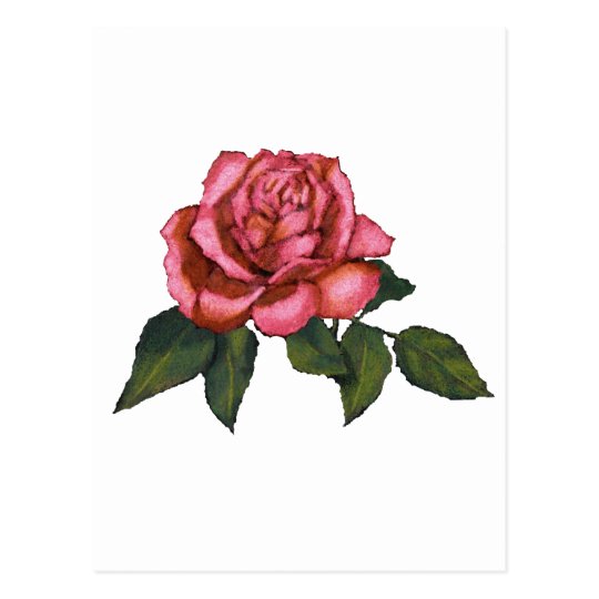 Carte Postale Rose Simple De Rose Dessin Au Crayon De Couleur