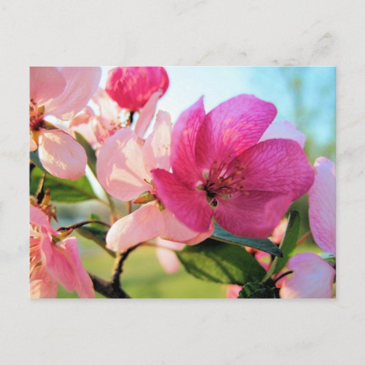 Carte postale Rose Spring Blossom (Devant)