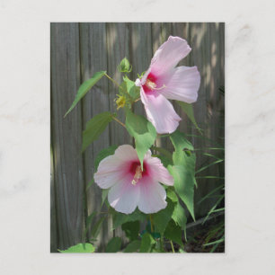 Carte Postale Rose sur duo rose de fleurs d'hibiscus