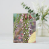 Carte Postale Rose Thorns: Rosa Rose Osaka ポストカード (Debout devant)