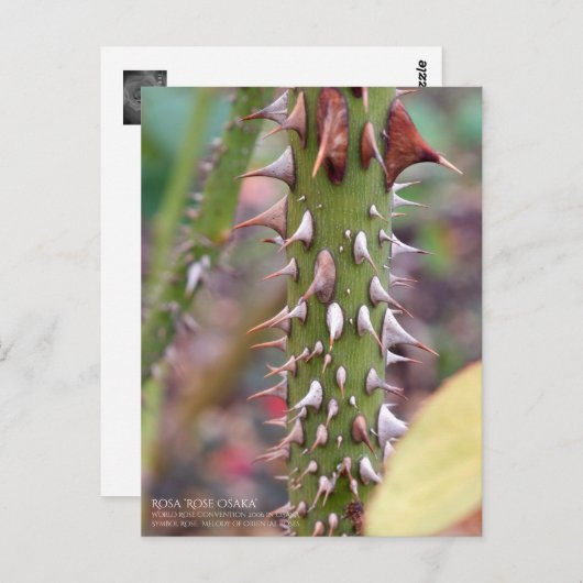Carte Postale Rose Thorns: Rosa Rose Osaka ポストカード (Devant / Derrière)