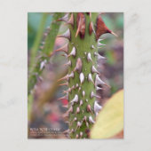 Carte Postale Rose Thorns: Rosa Rose Osaka ポストカード (Devant)