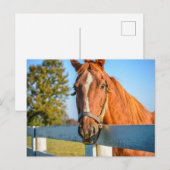 Carte Postale Rose Twilight | Thoroughbred Race Horse (Devant / Derrière)