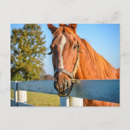 Carte Postale Rose Twilight | Thoroughbred Race Horse (Devant)