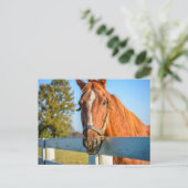 Carte Postale Rose Twilight | Thoroughbred Race Horse (Debout devant)