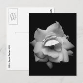 Carte Postale Rose unique en noir et blanc (Devant / Derrière)
