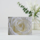Carte Postale Rose Vanilla (Debout devant)