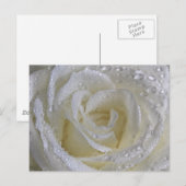 Carte Postale Rose Vanilla (Devant / Derrière)