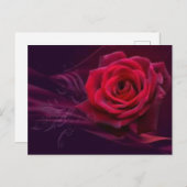 Carte postale Rose Velvet (Devant / Derrière)