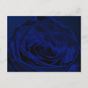 Carte Postale Rose Velvet bleu.jpg