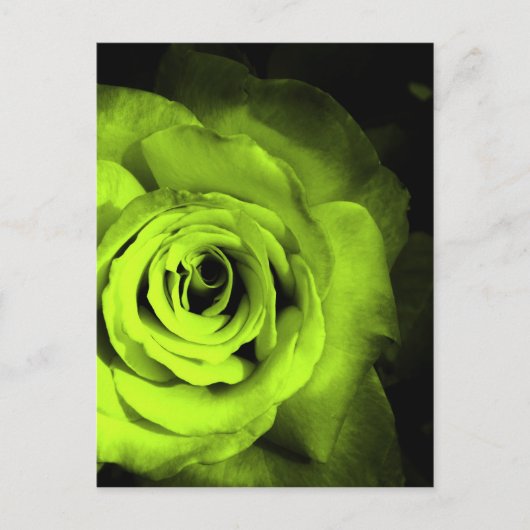 Carte Postale Rose vert (Devant)