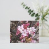 Carte Postale Rose Viburnum Blossom (Debout devant)