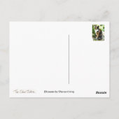 Carte Postale Rose vif (Dos)