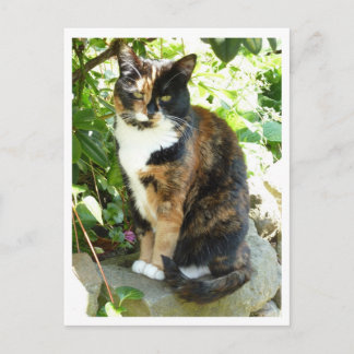 Carte Postale Rose vif