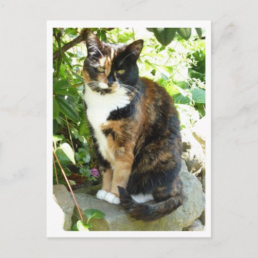 Carte Postale Rose vif (Devant)