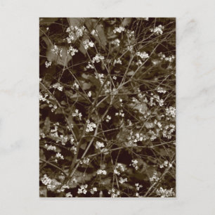 Carte Postale Rose vif