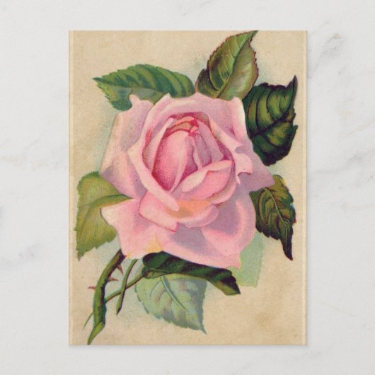 Carte postale rose vintage (Devant)
