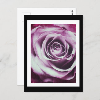 Carte Postale Rose Vintage