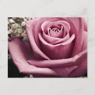 Carte postale Rose vintage