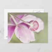 Carte Postale rose vintage (Devant / Derrière)