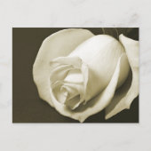Carte postale Rose vintage (Devant)