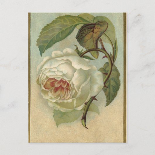 Carte postale Rose vintage (Devant)