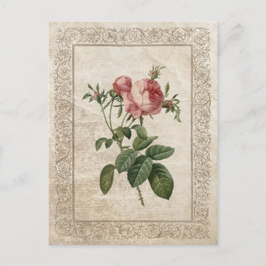 CARTE POSTALE ROSE VINTAGE III (Devant)