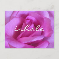 Rose violet Fleur Rose Gras Photo Inhale Script