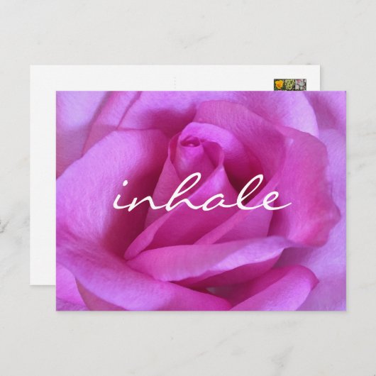 Carte Postale Rose violet Fleur Rose Gras Photo Inhale Script (Devant / Derrière)