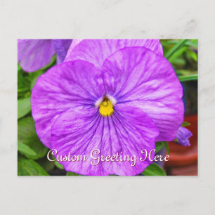 Carte postale rose violet Pansy