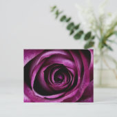 Carte postale Rose violet profond (Debout devant)