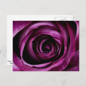 Carte postale Rose violet profond (Devant / Derrière)