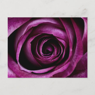 Carte postale Rose violet profond
