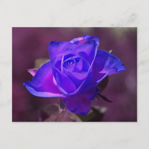 Carte postale Rose violet profond