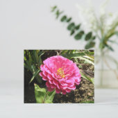 Carte postale Rose Zinnia (Debout devant)