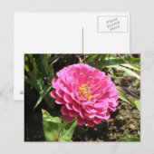 Carte postale Rose Zinnia (Devant / Derrière)