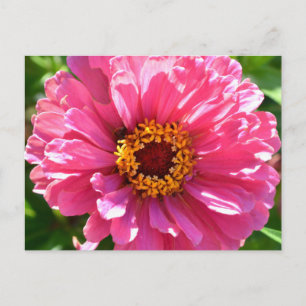 Carte postale Rose Zinnia