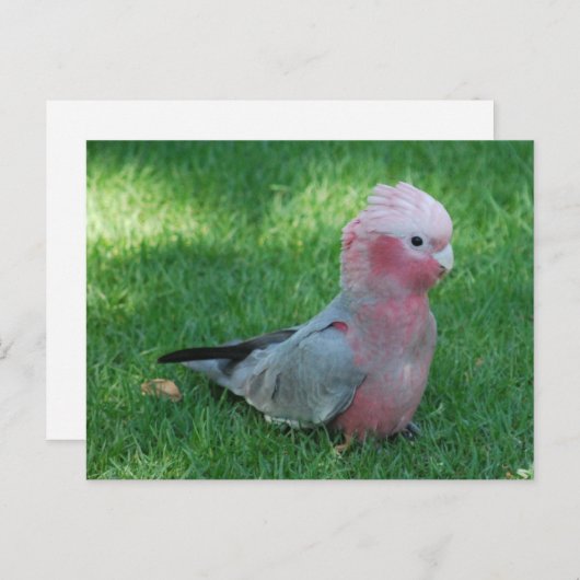 Carte Postale Roseate Cockatoo (Devant / Derrière)