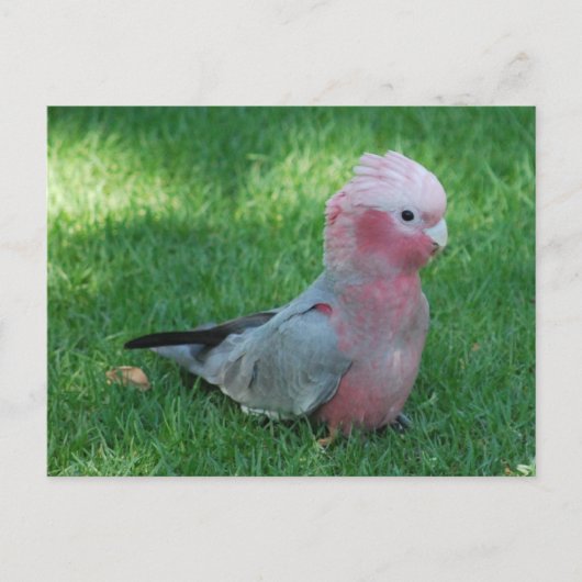 Carte Postale Roseate Cockatoo (Devant)