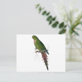 Carte Postale Roseate Parrakeet par Edward Lear (Debout devant)
