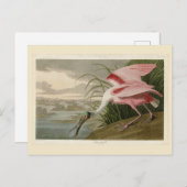 Carte Postale Roseate Spoonbill from Audubon's Birds of America (Devant / Derrière)