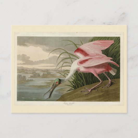 Carte Postale Roseate Spoonbill from Audubon's Birds of America (Devant)