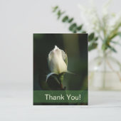 Carte Postale Rosebud blanc (Debout devant)