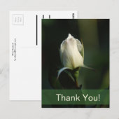 Carte Postale Rosebud blanc (Devant / Derrière)