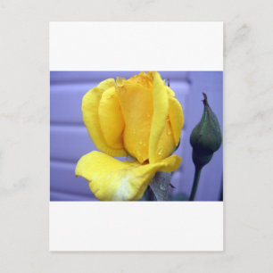 Carte Postale Rosebud jaune