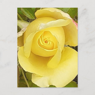 Carte postale Rosebud jaune