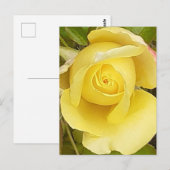 Carte postale Rosebud jaune (Devant / Derrière)