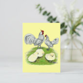 Carte Postale Rosecomb Bantams et Chicks (Debout devant)