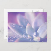 Carte Postale Rosée de matin sur des Succulents (Devant / Derrière)